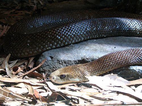 Coastal taipan